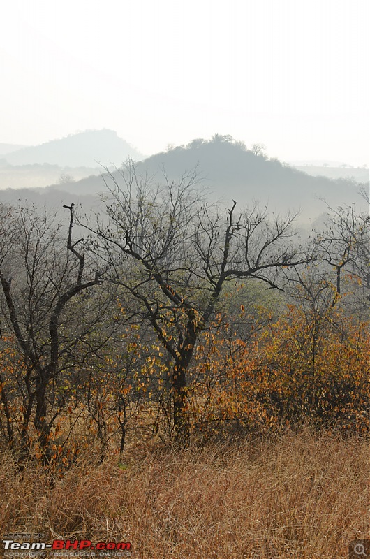 Ranthambore National Park: A Quick Travelogue-dsc_4065.jpg