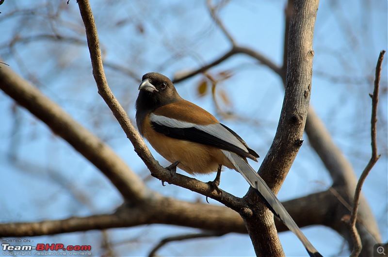 Ranthambore National Park: A Quick Travelogue-dsc_4088.jpg