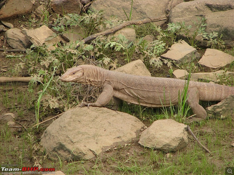 Ranthambore National Park: A Quick Travelogue-img_-701.jpg