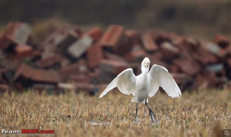 Kanha National Park: Photologue-_a0r9373less1mb.jpg