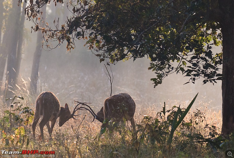 Kanha National Park: Photologue-_a0r8586less1mb.jpg