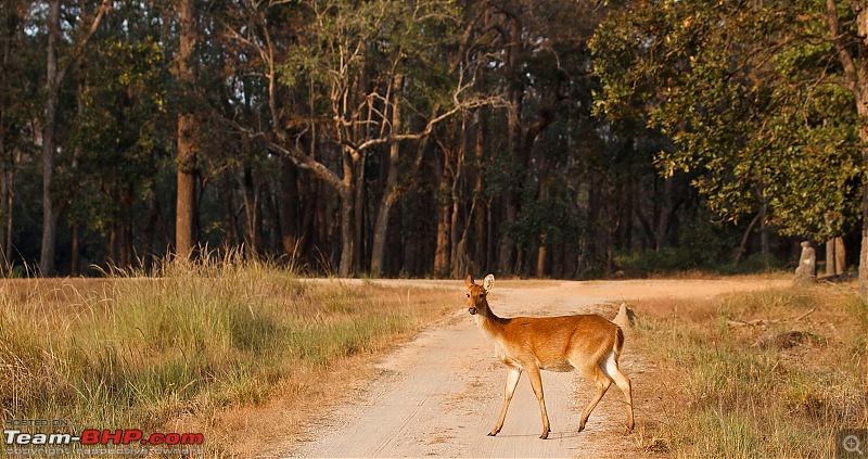 Kanha National Park: Photologue-_a0r8661crp1mb.jpg