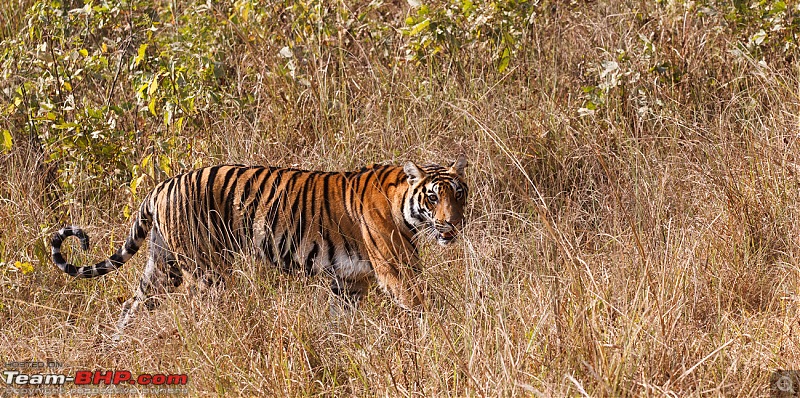 Kanha National Park: Photologue-_a0r8747less1mb.jpg