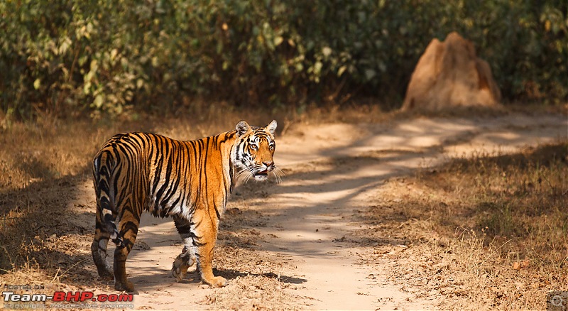 Kanha National Park: Photologue-_a0r8828.jpg