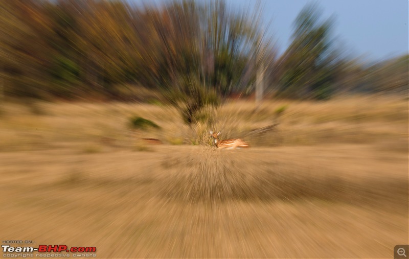 Kanha National Park: Photologue-_a0r9076less1mb.jpg