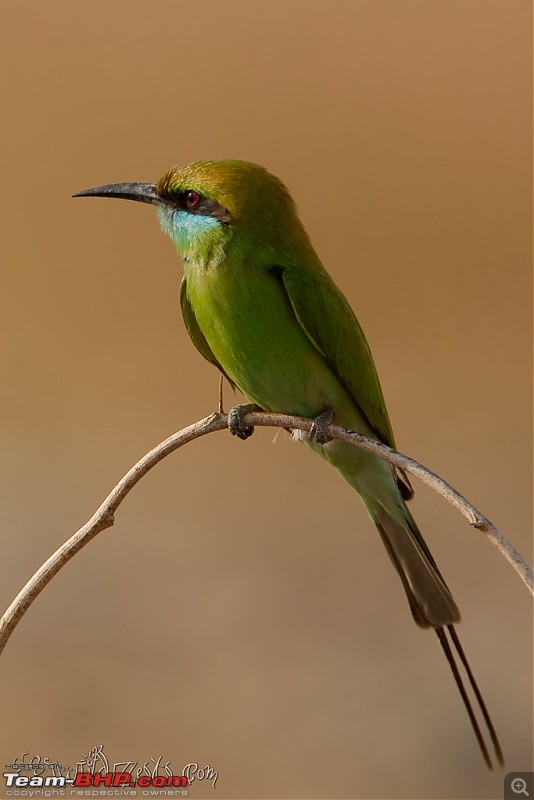 Khushboo Gujarat Ki - A road trip to the birding paradise-velavadar-04.jpg