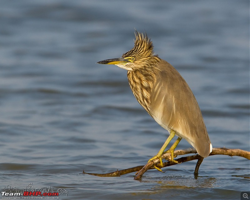 Khushboo Gujarat Ki - A road trip to the birding paradise-velavadar-09.jpg