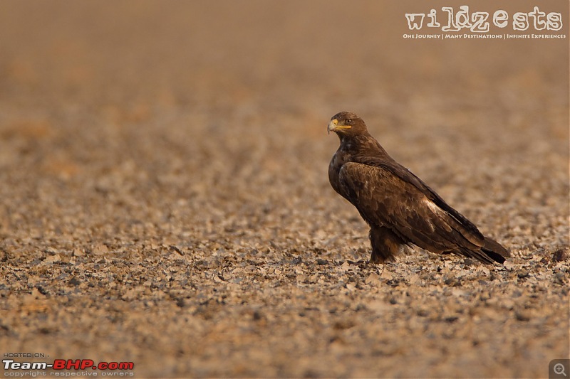 Khushboo Gujarat Ki - A road trip to the birding paradise-lrk-01.jpg