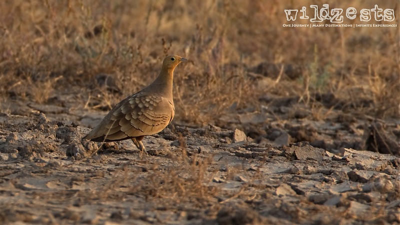 Khushboo Gujarat Ki - A road trip to the birding paradise-lrk-13.jpg