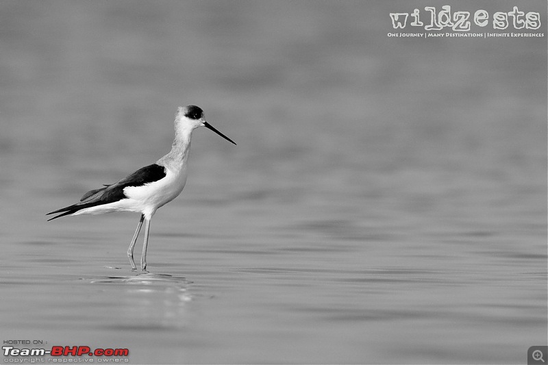 Khushboo Gujarat Ki - A road trip to the birding paradise-lrk-19.jpg