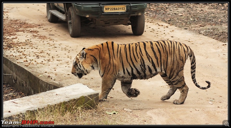 Season 2011-2012 : Independent Tiger monitoring at Pench & Tadoba Tiger reserves-img_1024.jpg