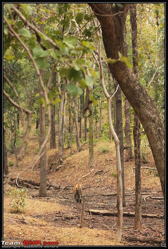Season 2011-2012 : Independent Tiger monitoring at Pench & Tadoba Tiger reserves-img_1059.jpg
