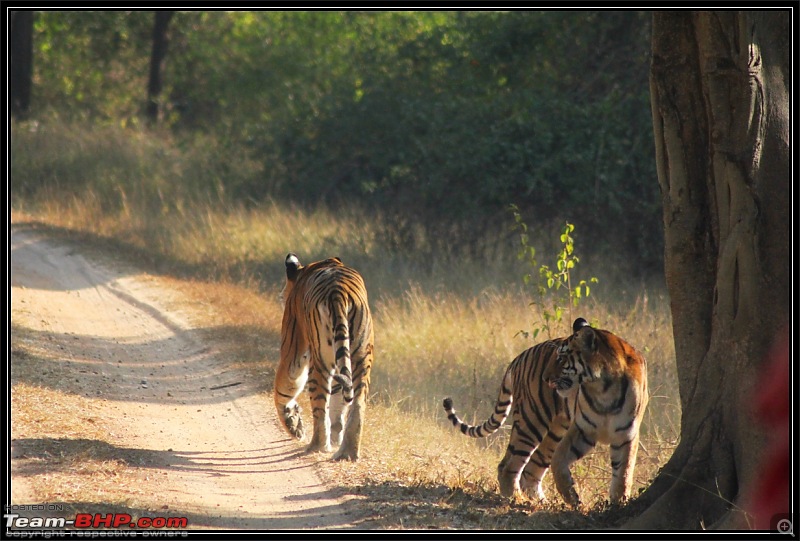 Season 2011-2012 : Independent Tiger monitoring at Pench & Tadoba Tiger reserves-img_0381.jpg