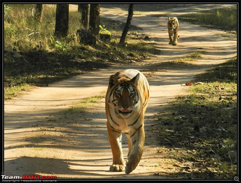 Season 2011-2012 : Independent Tiger monitoring at Pench & Tadoba Tiger reserves-1.jpg