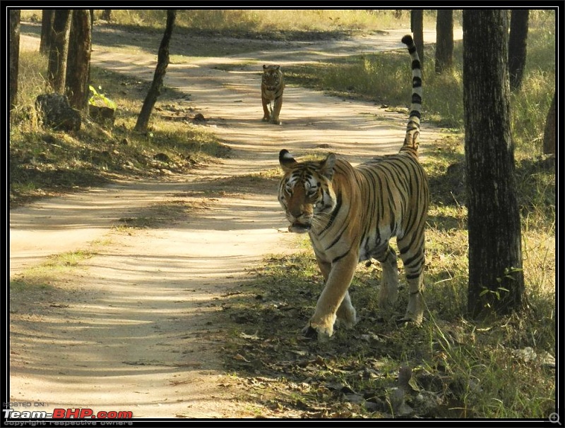 Season 2011-2012 : Independent Tiger monitoring at Pench & Tadoba Tiger reserves-2.jpg