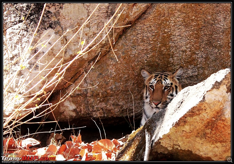 Season 2011-2012 : Independent Tiger monitoring at Pench & Tadoba Tiger reserves-img_7211edit.jpg