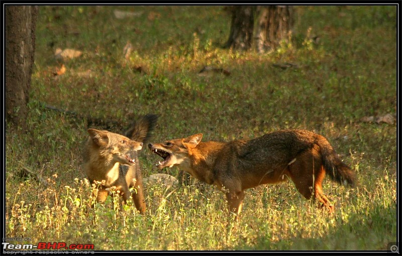 Season 2011-2012 : Independent Tiger monitoring at Pench & Tadoba Tiger reserves-img_9059.jpg