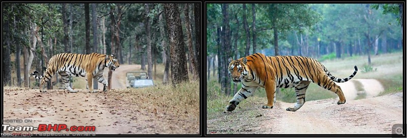 Season 2011-2012 : Independent Tiger monitoring at Pench & Tadoba Tiger reserves-collarwali-rayyakasa.jpg