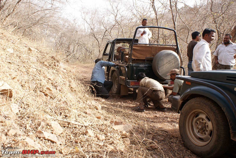 One Lucky Sunday At Ranthambhore- 24/03/12 Trip Report!!-dsc09131.jpg