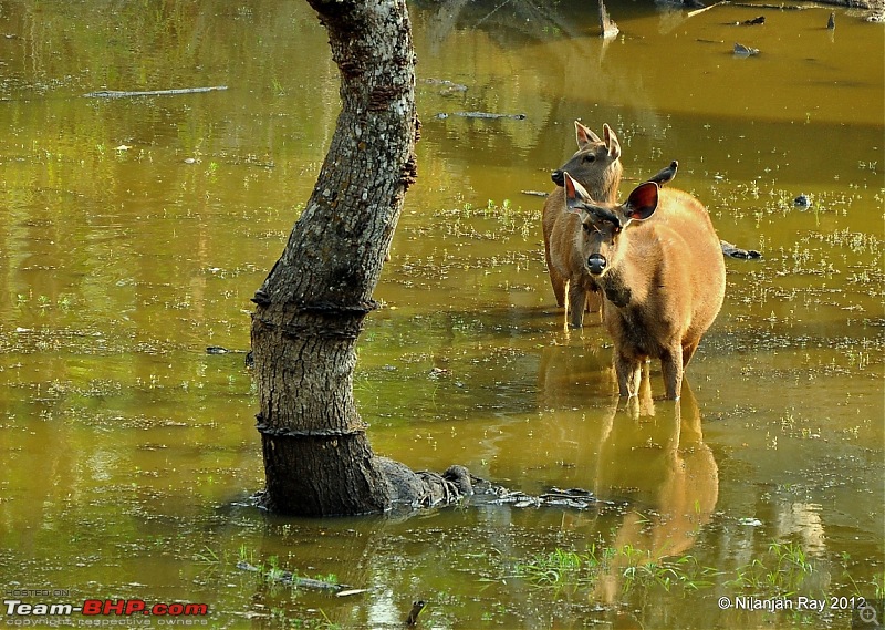 Exploring the Great Indian Outdoors-dsc_2057.jpg