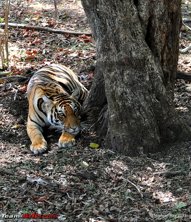 Exploring the Great Indian Outdoors-dsc_7255.jpg