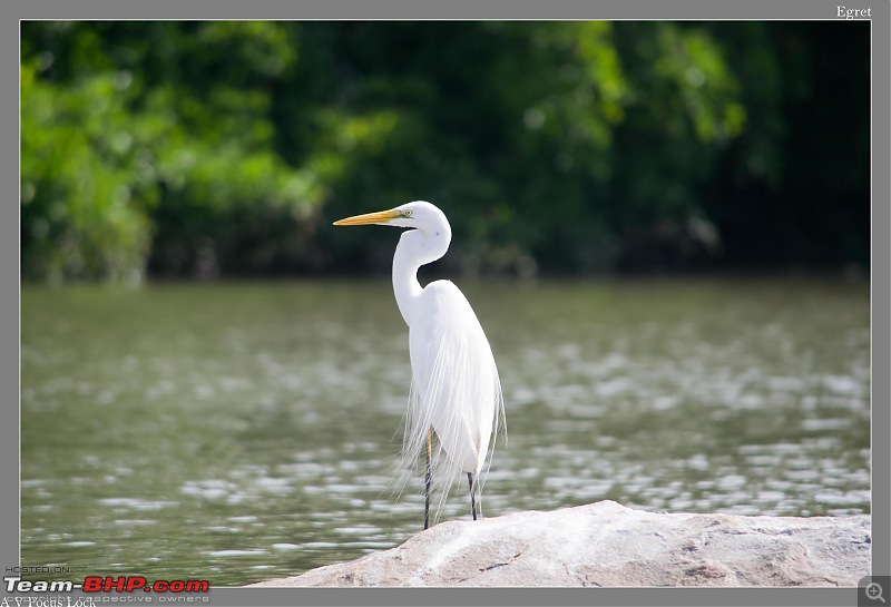 Weekend Trip to Ranganthittu, Mysore, Masinagudi & Shivanasamudra-large-egret.jpg