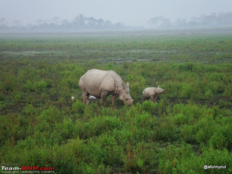 Guwahati - Kaziranga - Shillong trip-141dsc01874.jpg