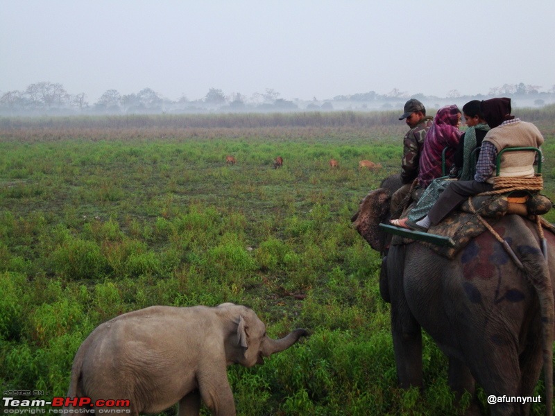 Guwahati - Kaziranga - Shillong trip-150dsc01883.jpg