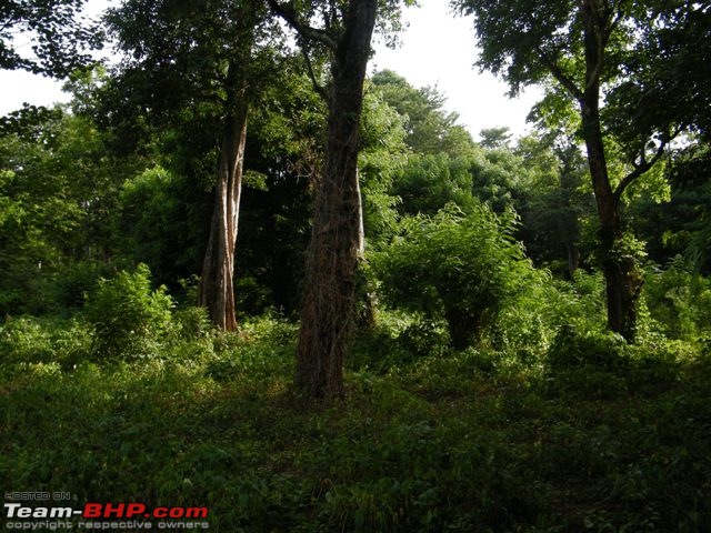 Evergreen Mudumalai- A Week's Getaway from Bangalore-tbhp15.jpg