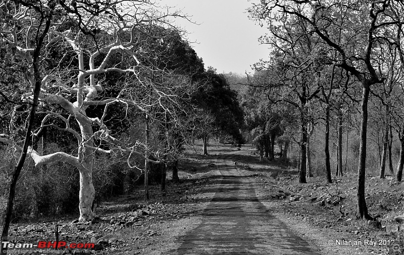 Tadoba: 14 Tigers and a Bison-dsc_4904.jpg