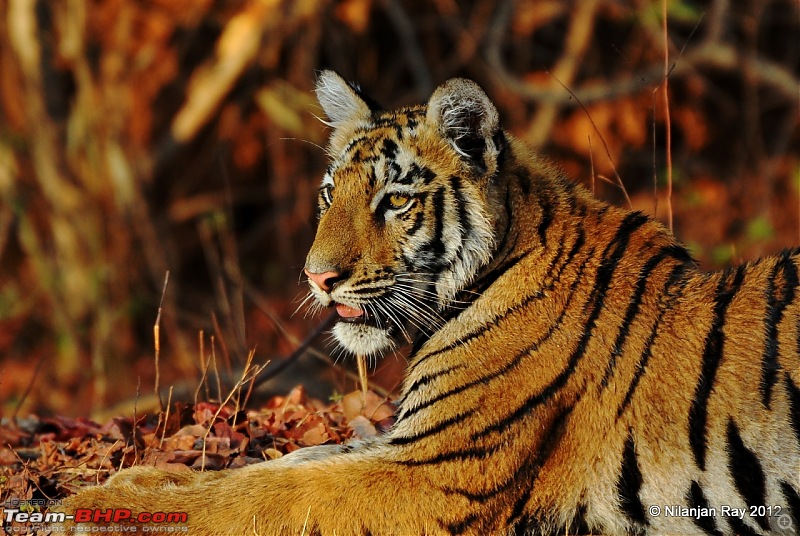 Tadoba: 14 Tigers and a Bison-dsc_4566.jpg