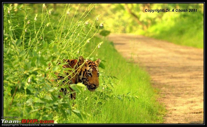 Tadoba: 14 Tigers and a Bison-0008.jpg