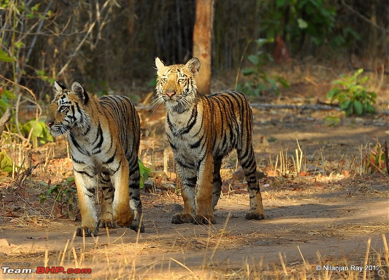 Tadoba: 14 Tigers and a Bison-dsc_4455.jpg