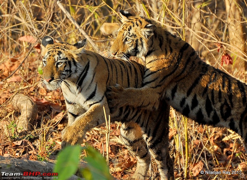 Tadoba: 14 Tigers and a Bison-dsc_4499.jpg