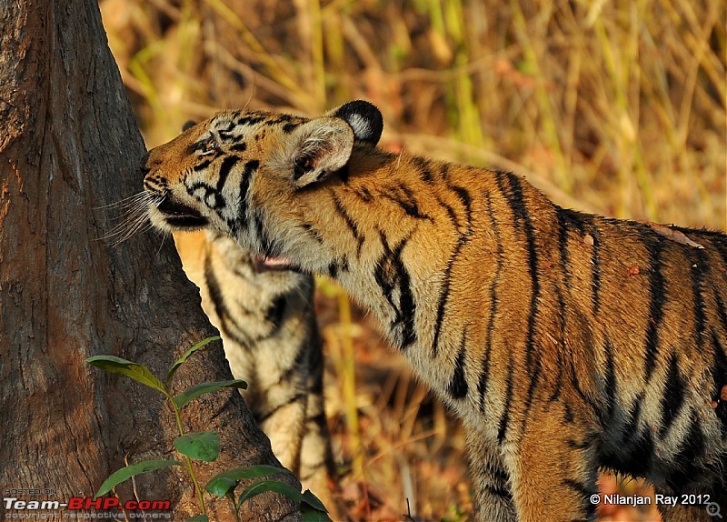 Tadoba: 14 Tigers and a Bison-dsc_4611.jpg