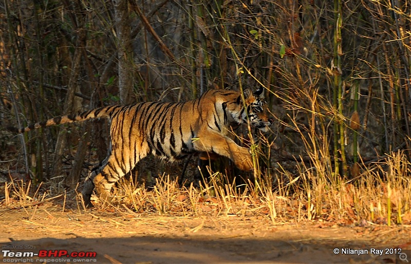 Tadoba: 14 Tigers and a Bison-dsc_4662.jpg