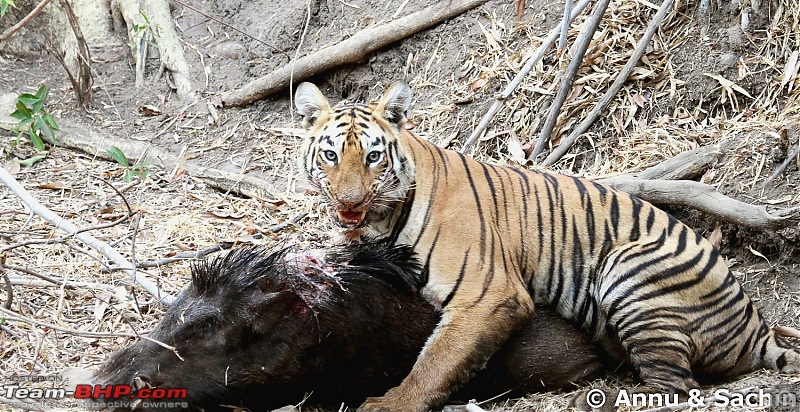 Crouching Tiger, Unaware prey - Hunt and Kill: TATR - Awesome, Incredible, Amazing!!-img_5413_1.jpg