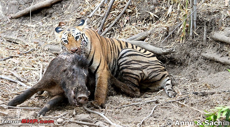 Crouching Tiger, Unaware prey - Hunt and Kill: TATR - Awesome, Incredible, Amazing!!-img_5497_1.jpg