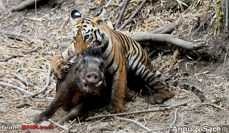 Crouching Tiger, Unaware prey - Hunt and Kill: TATR - Awesome, Incredible, Amazing!!-img_5588_1.jpg