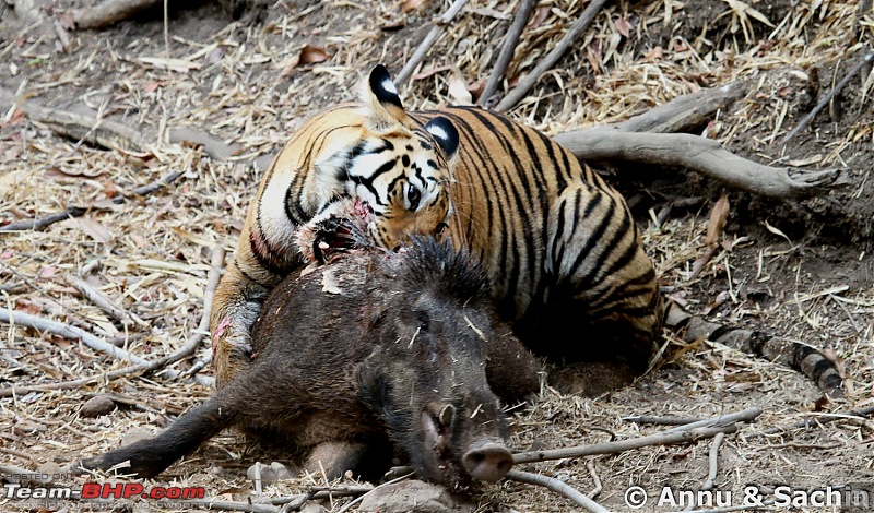 Crouching Tiger, Unaware prey - Hunt and Kill: TATR - Awesome, Incredible, Amazing!!-img_5593_1.jpg