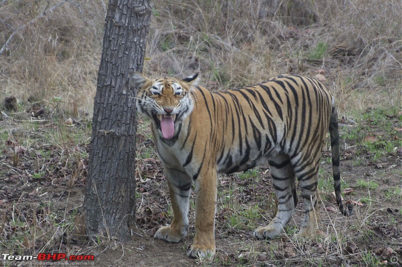 Hello Tiger  Our trip to Tadoba-tiger-1-01.jpg