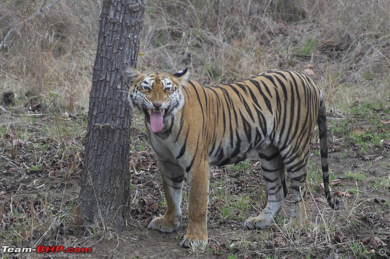 Hello Tiger  Our trip to Tadoba-tiger-1-02.jpg