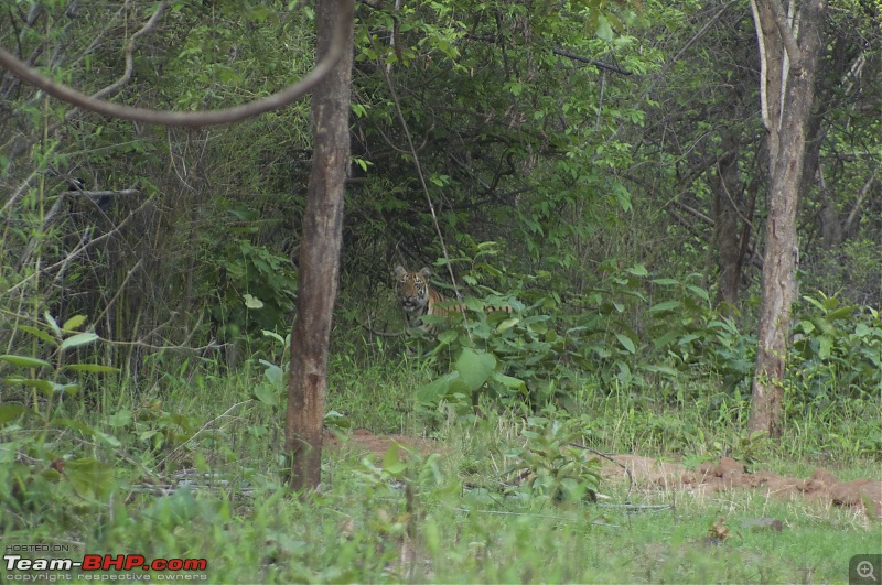 Hello Tiger  Our trip to Tadoba-tiger-2-07.jpg