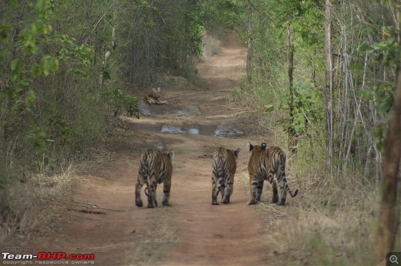 Hello Tiger  Our trip to Tadoba-tiger-2-12.jpg