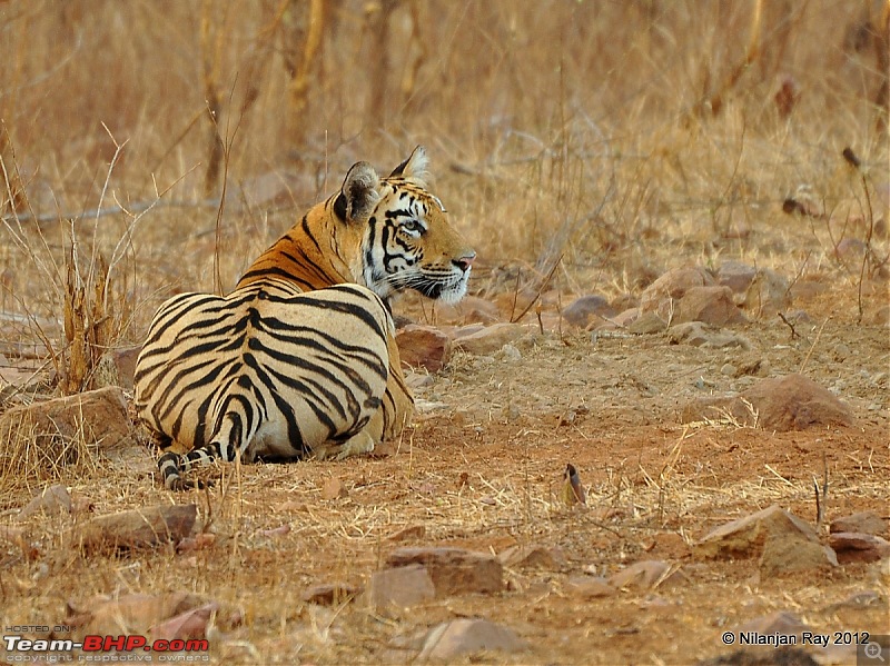 Tadoba: 14 Tigers and a Bison-dsc_5202.jpg