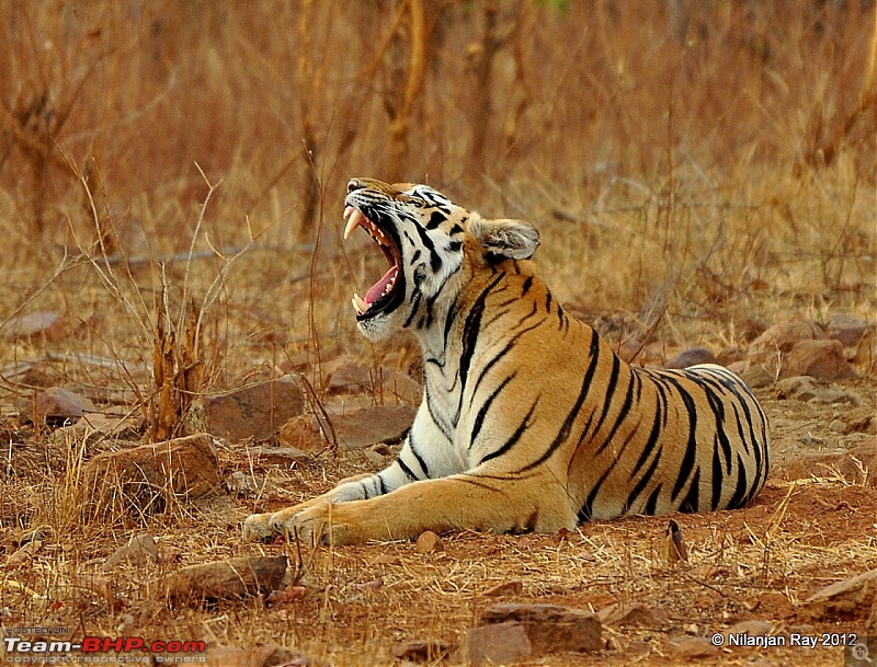 Tadoba: 14 Tigers and a Bison-dsc_5250.jpg