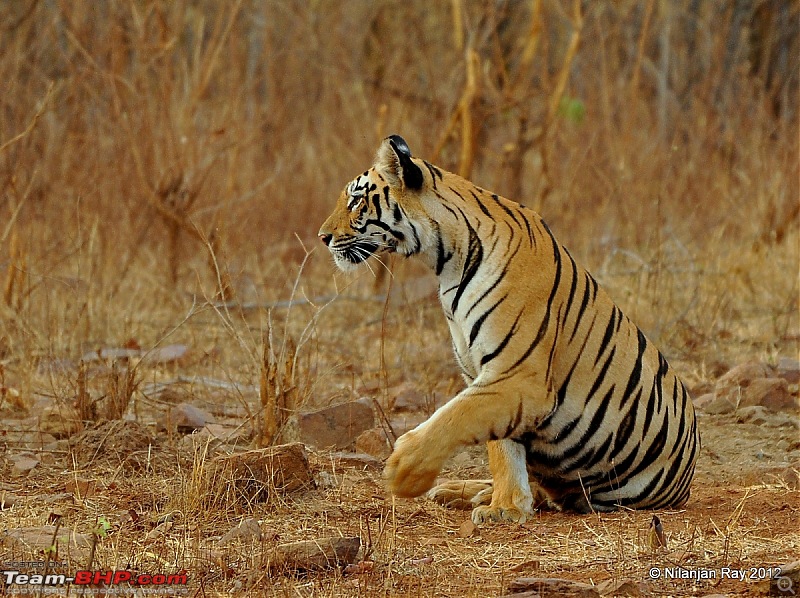 Tadoba: 14 Tigers and a Bison-dsc_5276.jpg