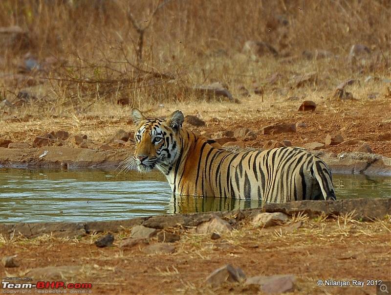 Tadoba: 14 Tigers and a Bison-dsc_5433.jpg