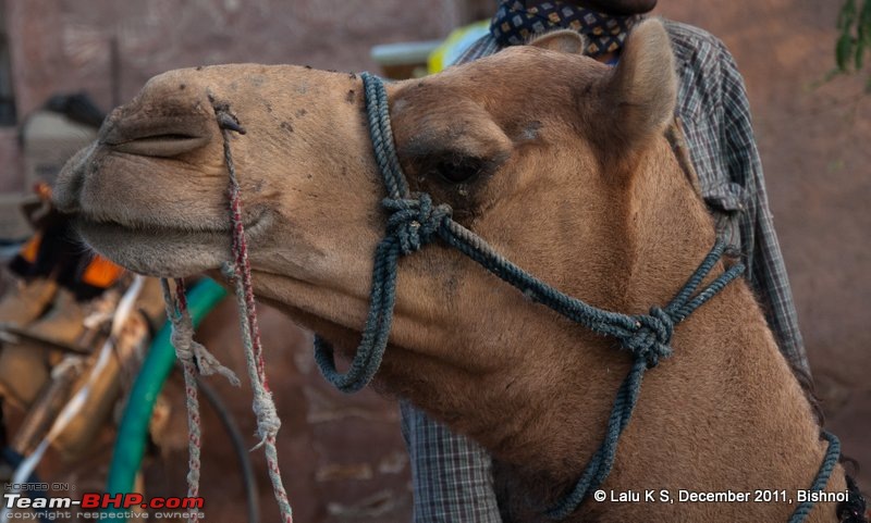 Rajasthan - Padharo Mhare Des-dsc_1923.jpg