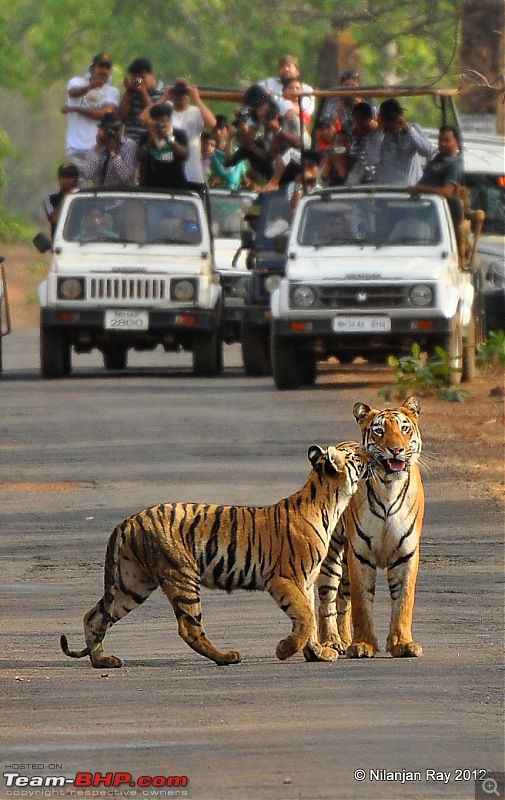 Tadoba: 14 Tigers and a Bison-dsc_5814.jpg